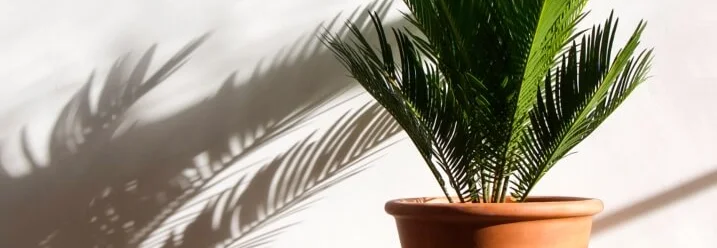 Ein Palmfarn in einem Topf wirft einen Schatten an die Wand.